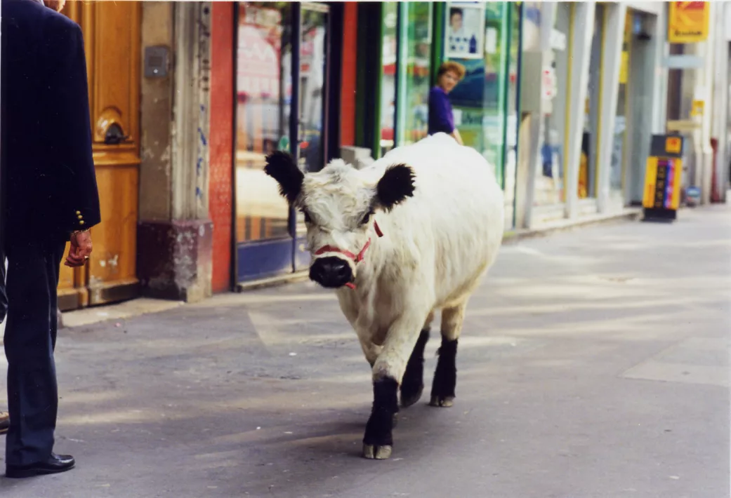 LA VACHE ET LE PRESIDENT - Still