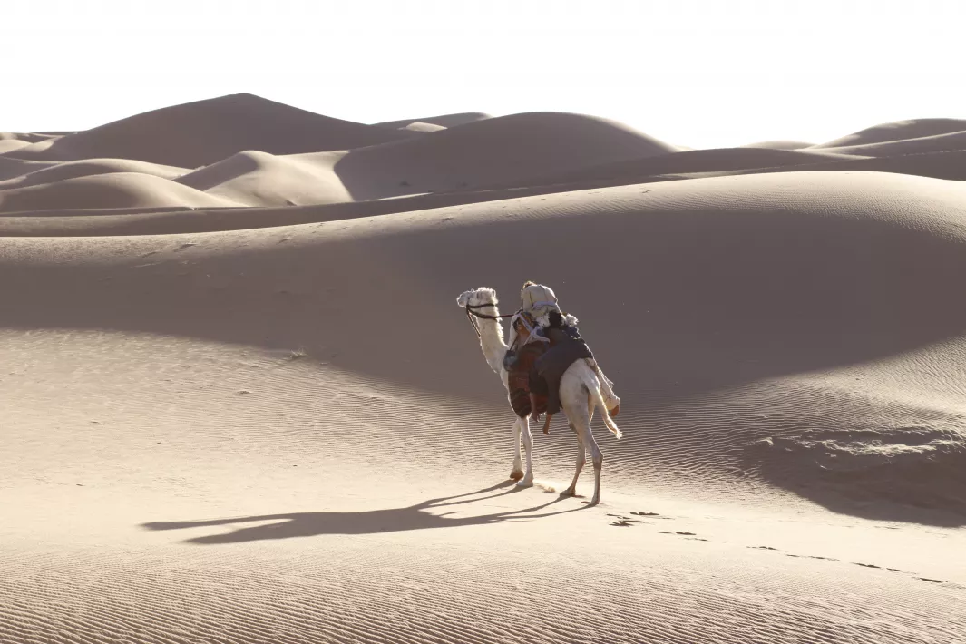 THE LAST FLIGHT - Still