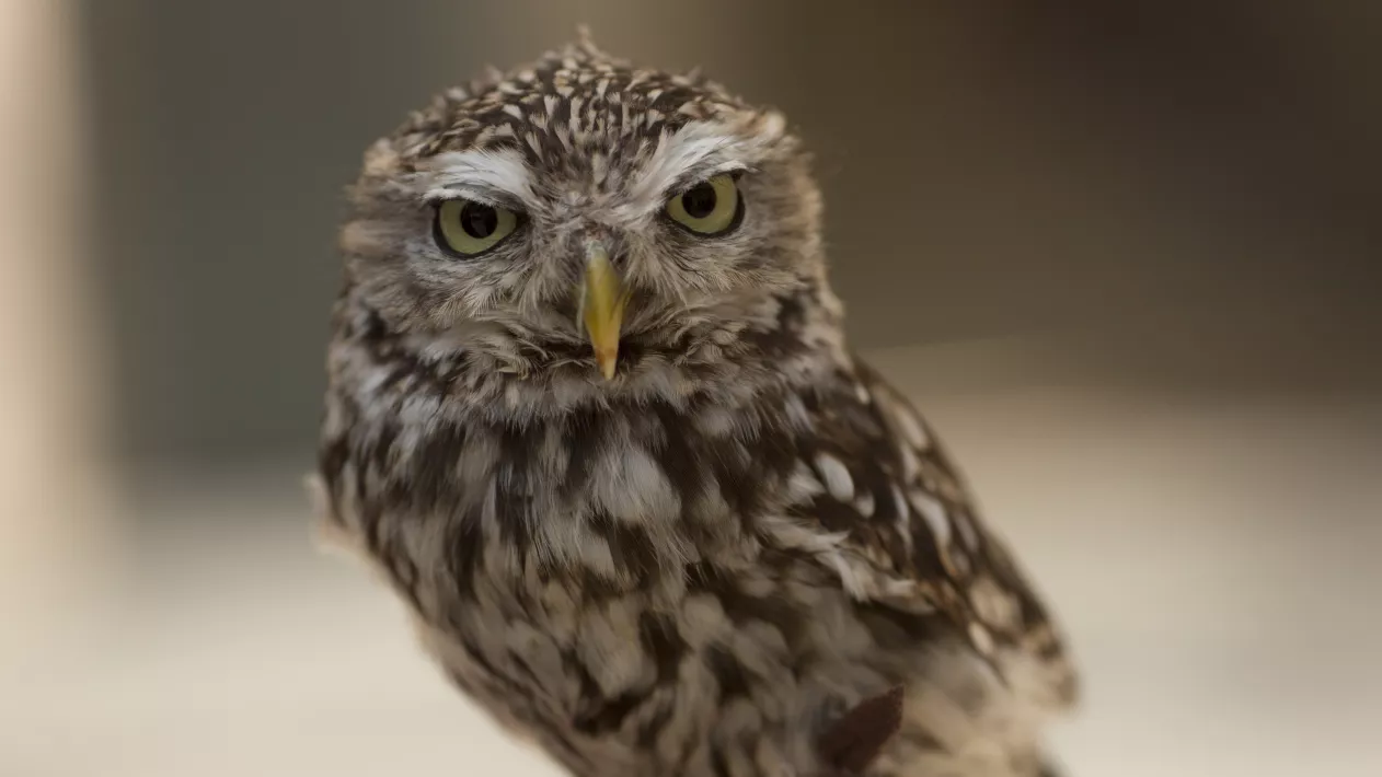 TOMORROW AND THEREAFTER - Still