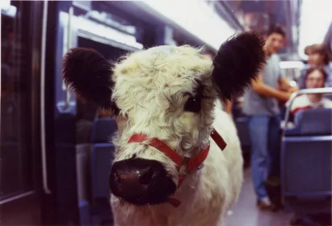 LA VACHE ET LE PRESIDENT - Still