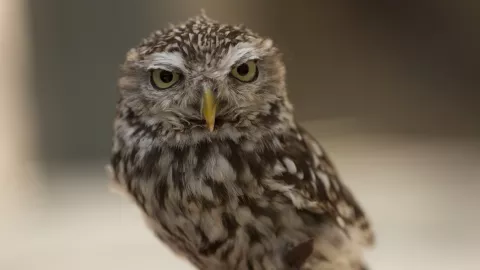 TOMORROW AND THEREAFTER - Still